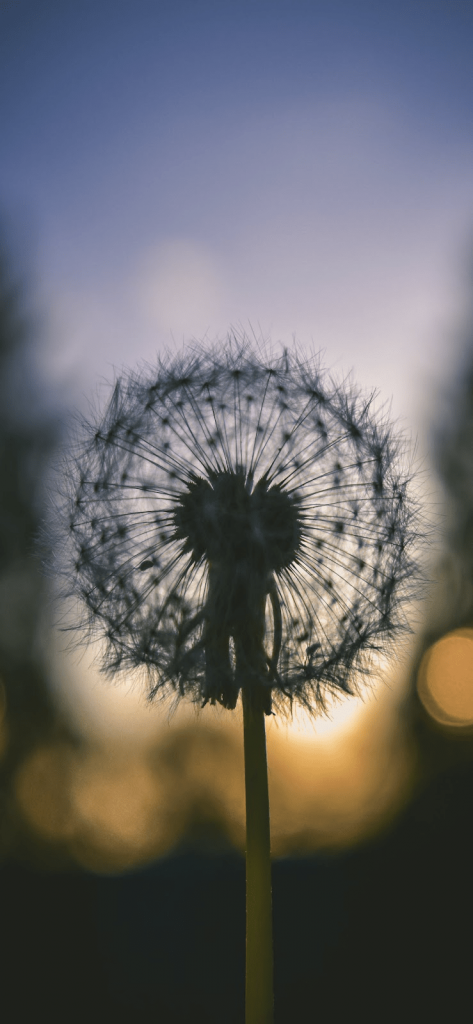 Tải Ngay 99+ Hình Nền iPhone 12 Siêu Đẹp Dành Cho Bạn