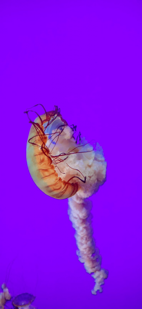 Tải Ngay 99+ Hình Nền iPhone 12 Siêu Đẹp Dành Cho Bạn